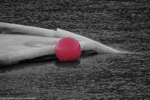 Had some fun with black and white pictures using Photoshop.