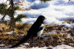 Magpie birds are all over Calgary.
