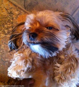 How can you not fall in love with this little guy.