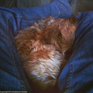 Tired out from his walk.