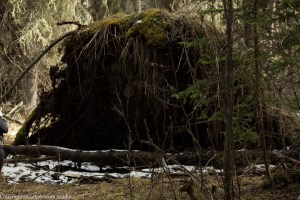 alder_trail_10 (1 of 1)