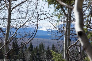 alder_trail_23 (1 of 1)