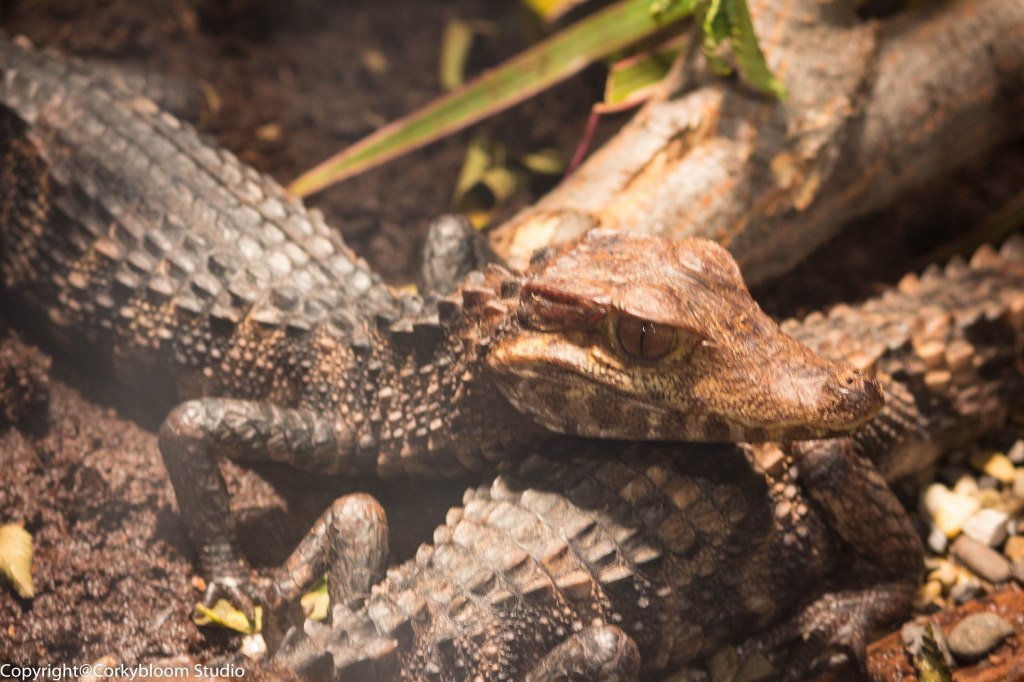 calgary_stampede_02 (1 of 1)